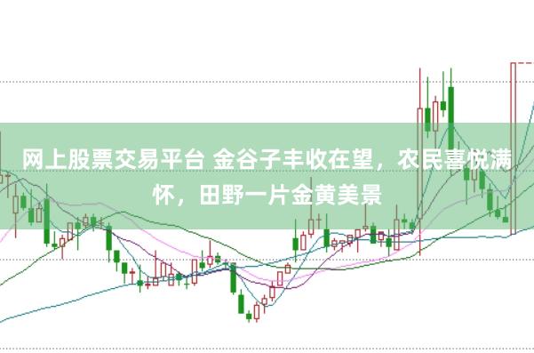 网上股票交易平台 金谷子丰收在望，农民喜悦满怀，田野一片金黄美景